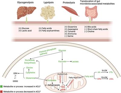 Metabolomics profiles in acute-on-chronic liver failure: Unveiling pathogenesis and predicting progression